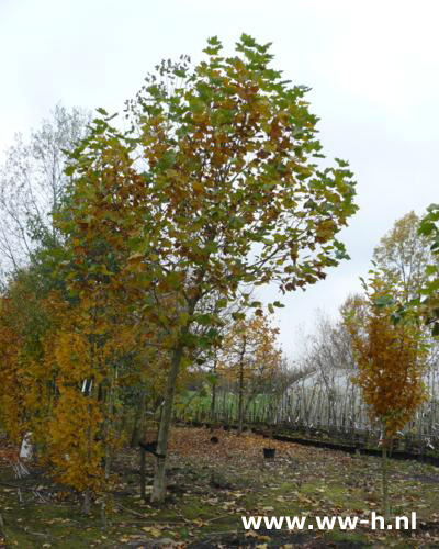 Platanus hispanica plataan