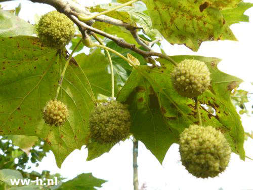 Platanus hispanica - Klik op de afbeelding om het venster te sluiten