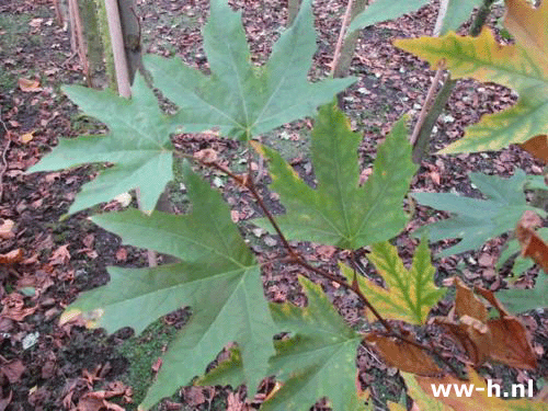 Platanus orientalis 'Minaret'