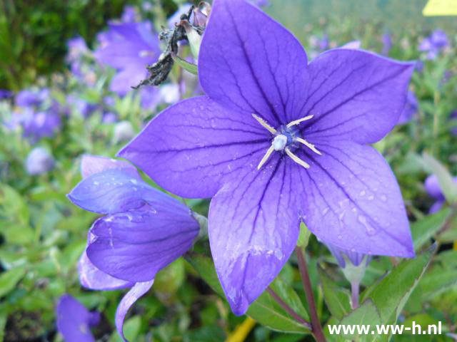 Platycodon grandiflorus