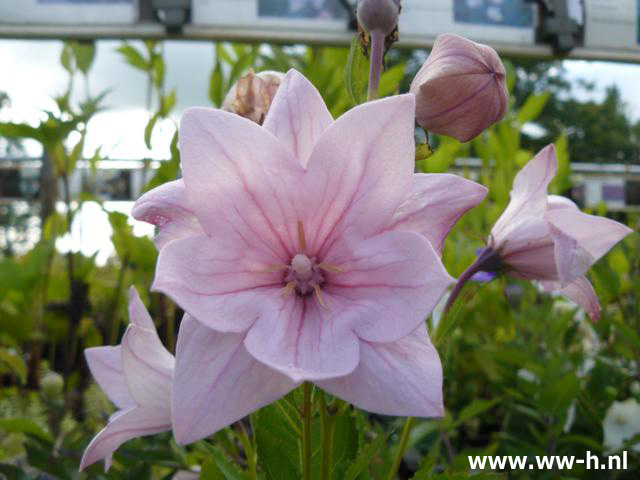 Platycodon grandiflorus - Klik op de afbeelding om het venster te sluiten