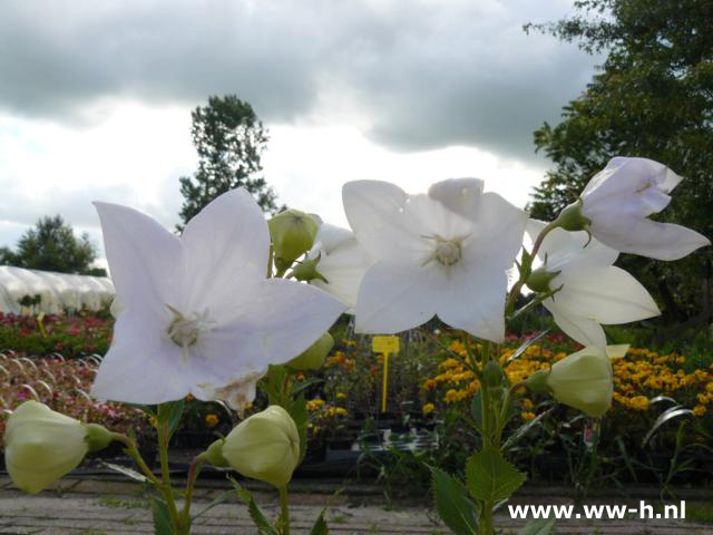 Platycodon grandiflorus