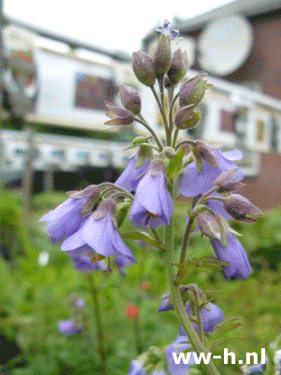 Polemonium reptans - Klik op de afbeelding om het venster te sluiten