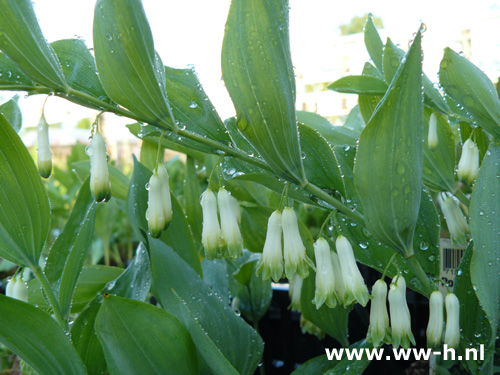 Polygonatum multiflorum