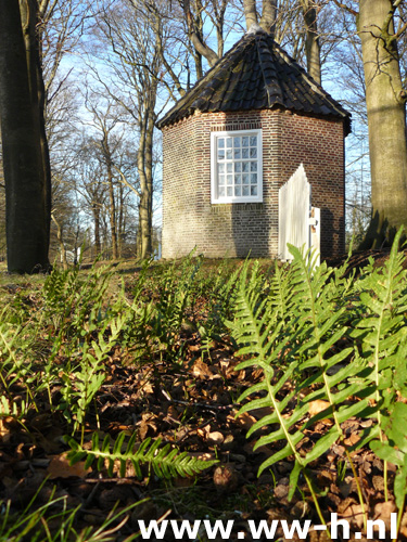 Polypodium vulgare - Klik op de afbeelding om het venster te sluiten