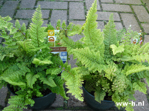 Polystichum setiferum - Klik op de afbeelding om het venster te sluiten