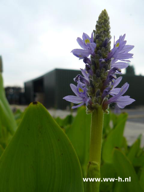 Pontederia cordata - Klik op de afbeelding om het venster te sluiten