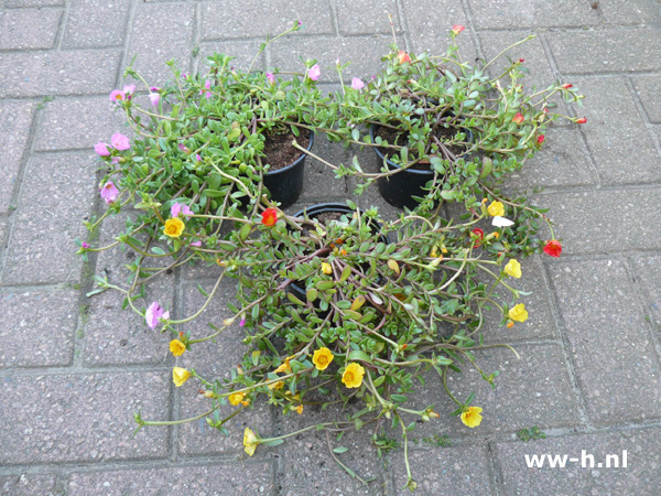 Portulaca Grandiflora