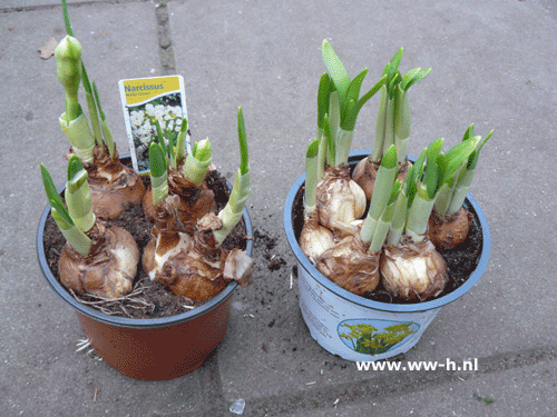 Narcis in pot 1,99 ; 2 voor 3,00