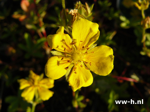 Potentilla aurea - Klik op de afbeelding om het venster te sluiten