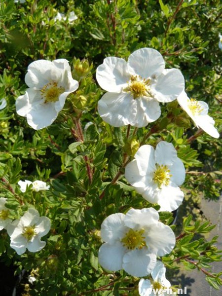 Potentilla fruticosa 'Abbotswood' Potentilla fruticosa 'Abbotswood'