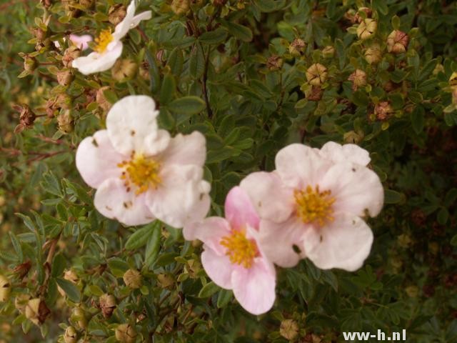 Potentilla fruticosa 'PRINCESS' (='Blink')