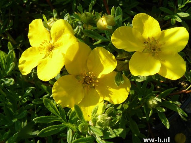 Potentilla fruticosa 'Goldfinger'