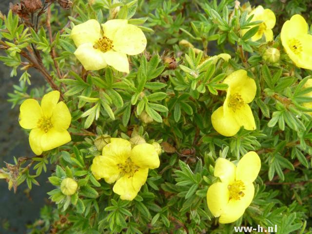 Potentilla fruticosa 'Kobold' Potentilla fruticosa 'Kobold'