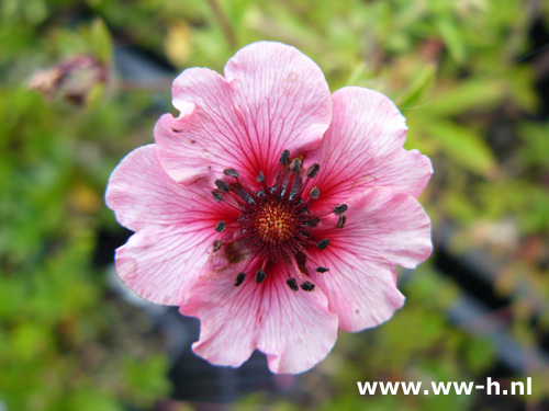 Potentilla nepalensis