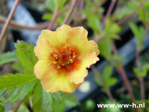 Potentilla tonguei - Klik op de afbeelding om het venster te sluiten