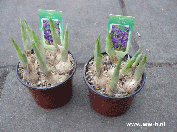 Iris reticulata in potje v.a. 0,99 ; 3 voor 2,50 - Klik op de afbeelding om het venster te sluiten