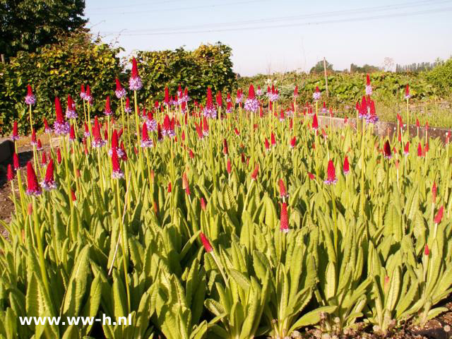 Primula vialii