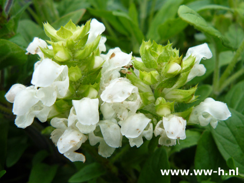 Prunella grandiflora