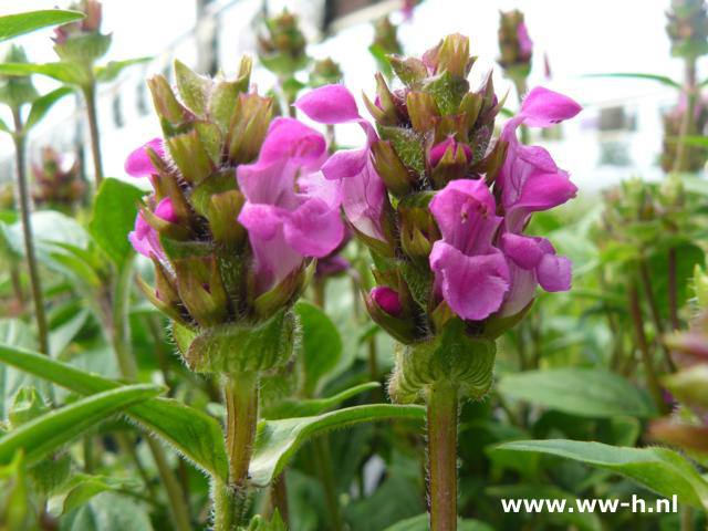 Prunella grandiflora