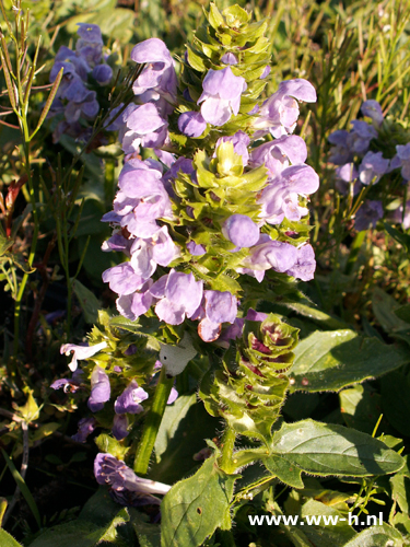 Prunella grandiflora