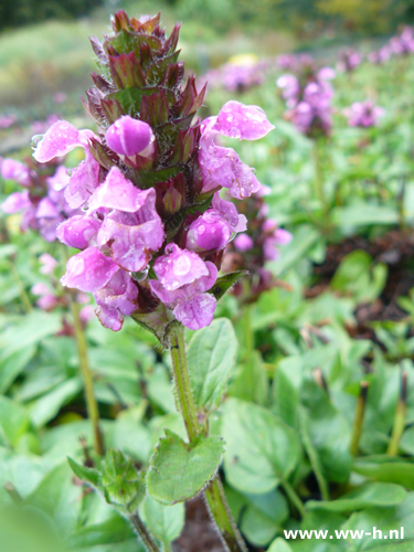 Prunella webbiana