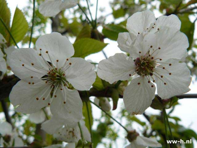 Prunus avium 'Regina' - Klik op de afbeelding om het venster te sluiten