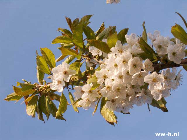 Prunus avium 'Stella' - Klik op de afbeelding om het venster te sluiten