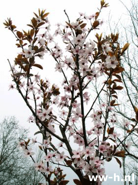 Prunus cerasifera 'Nigra'