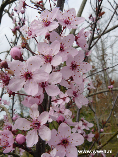 Prunus cerasifera 'Nigra' Sierpruim - Klik op de afbeelding om het venster te sluiten