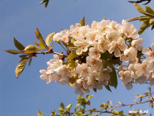 Prunus cerasus 'Dubbele Meikers' - Klik op de afbeelding om het venster te sluiten