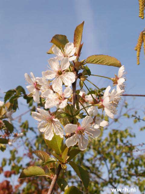 Prunus cerasus 'Kelleriis 16' - Klik op de afbeelding om het venster te sluiten