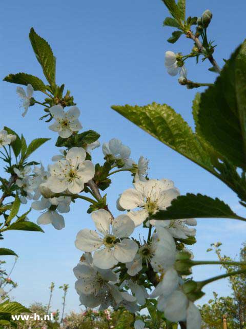 Prunus cerasus 'Rheinische Schattenmorelle'
