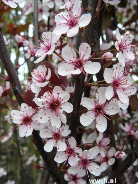 Prunus cistena