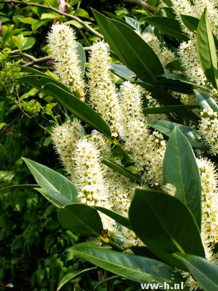 Prunus laurocerasus 'Otto Luyken'