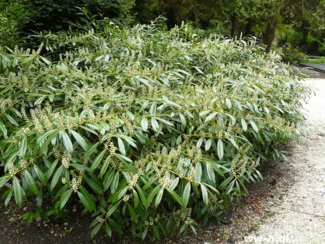 Prunus laurocerasus 'Zabeliana'