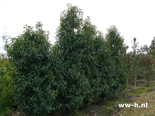 Prunus lusitanica Angustifolia - Klik op de afbeelding om het venster te sluiten