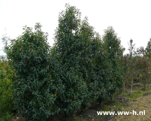 Prunus lusitanica 'Angustifolia'