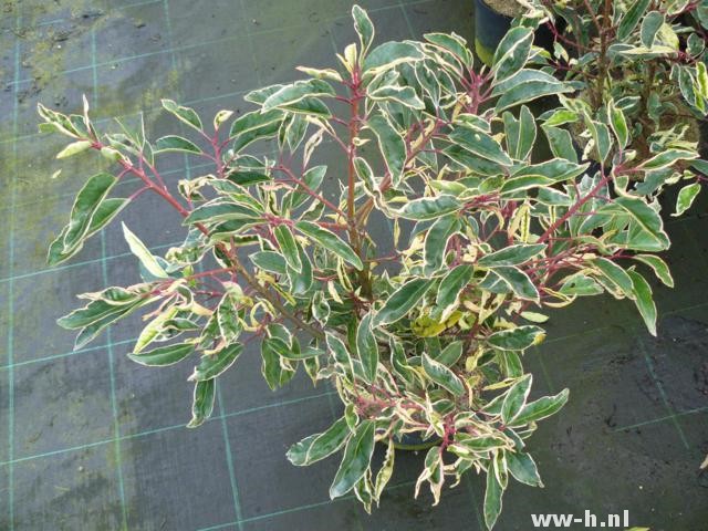 Prunus lusitanica 'Variegata' Prunus lusitanica 'Variegata'