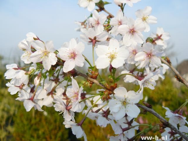 Prunus nipponica 'Brillant' Prunus nipponica 'Brillant'