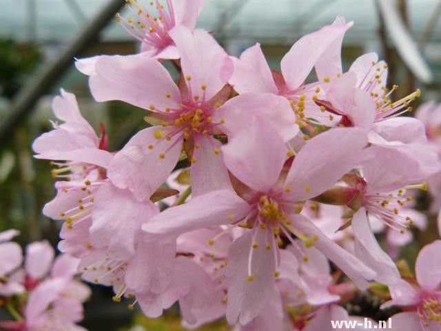 Prunus nipponica 'Ruby' Prunus nipponica 'Ruby'