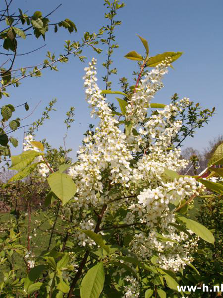 Prunus padus - - Klik op de afbeelding om het venster te sluiten