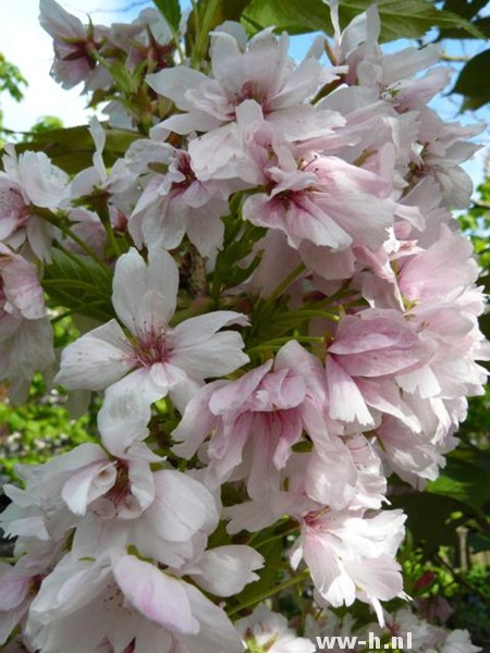 Prunus serrulata 'Amanogawa'