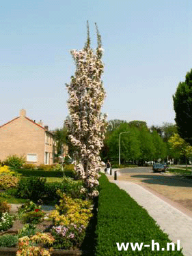 Prunus serrulata 'Amanogawa' - Klik op de afbeelding om het venster te sluiten