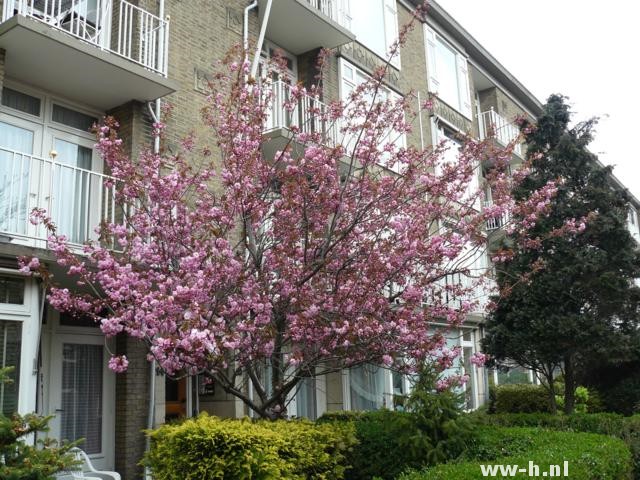 Prunus serrulata 'Kanzan' Prunus serrulata 'Kanzan'