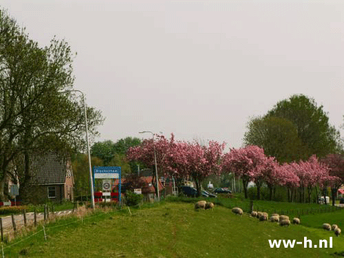 Prunus serrulata 'Kanzan' - Klik op de afbeelding om het venster te sluiten