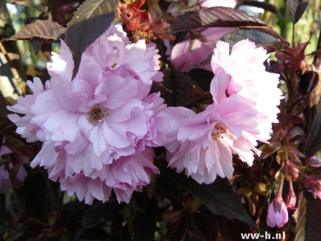 Prunus serrulata 'Royal Burgundy' Prunus serrulata 'Royal Burgundy'