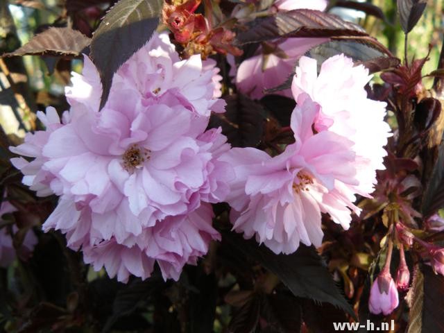 Prunus serrulata 'Royal Burgundy'