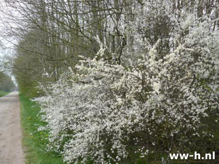 Prunus spinosa - Klik op de afbeelding om het venster te sluiten