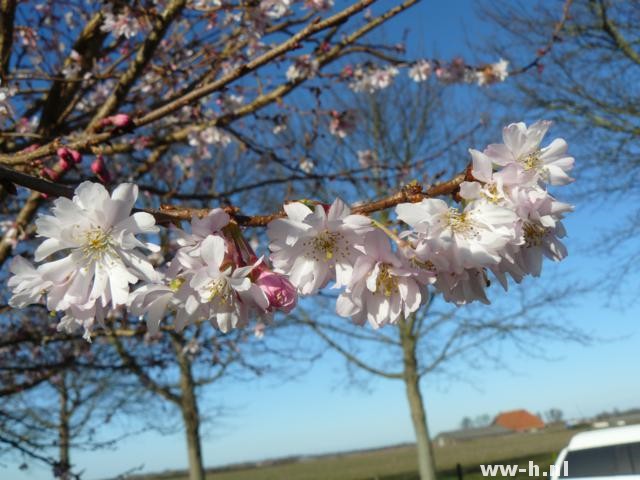 Prunus subhirtella 'Autumnalis' Prunus subhirtella 'Autumnalis'